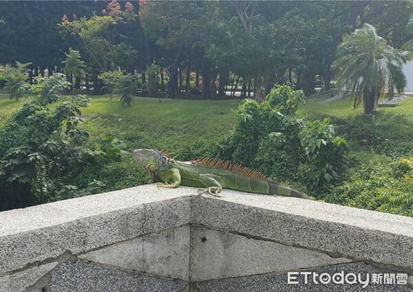 ▲台東縣政府將於21日至22日舉辦「114年綠鬣蜥防治移除宣導暨捕蜂捉蛇為民服務業務說明」。（圖／記者楊晨東翻攝）