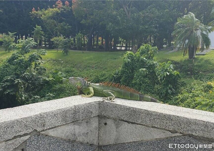 推動綠鬣蜥防治與蜂蛇保育　台東縣舉辦生態保育宣導