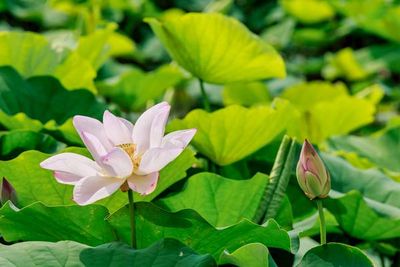 桃園濱海觀音蓮園、永安漁港　7/19活動精采