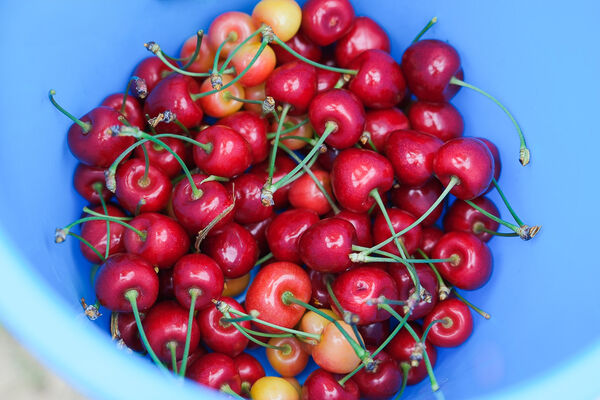 ▲▼辻さくらんぼ農園（辻櫻桃農場）。（圖／部落客飛天璇的口袋授權提供）