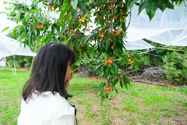 ▲▼辻さくらんぼ農園（辻櫻桃農場）。（圖／部落客飛天璇的口袋授權提供）