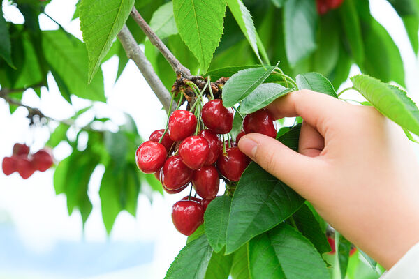 ▲▼辻さくらんぼ農園（辻櫻桃農場）。（圖／部落客飛天璇的口袋授權提供）