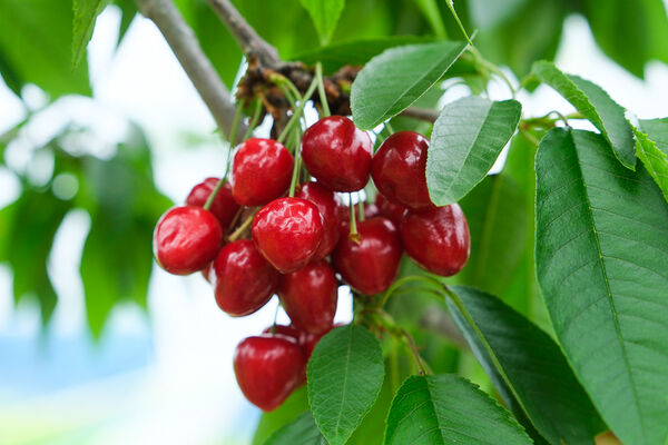 ▲▼辻さくらんぼ農園（辻櫻桃農場）。（圖／部落客飛天璇的口袋授權提供）