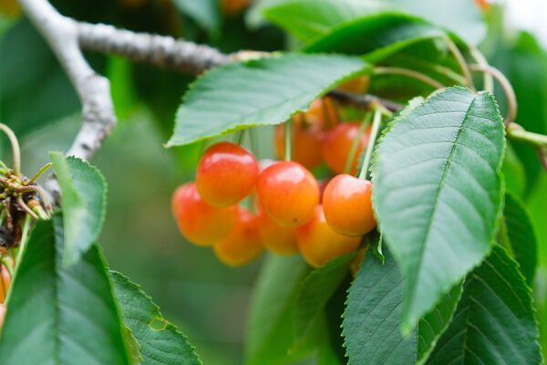 ▲▼辻さくらんぼ農園（辻櫻桃農場）。（圖／部落客飛天璇的口袋授權提供）