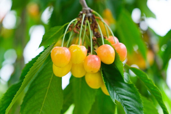 ▲▼辻さくらんぼ農園（辻櫻桃農場）。（圖／部落客飛天璇的口袋授權提供）