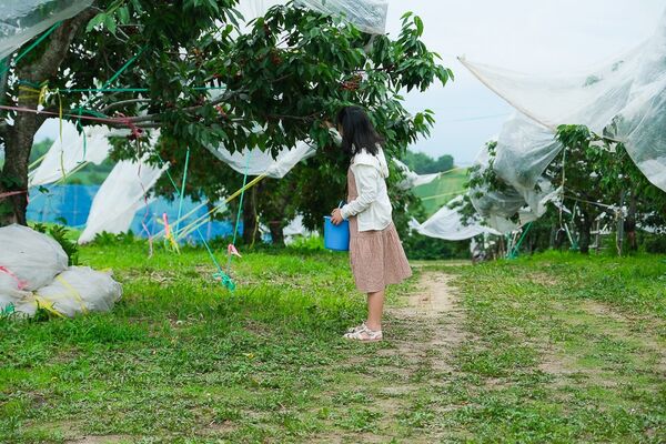 ▲▼辻さくらんぼ農園（辻櫻桃農場）。（圖／部落客飛天璇的口袋授權提供）
