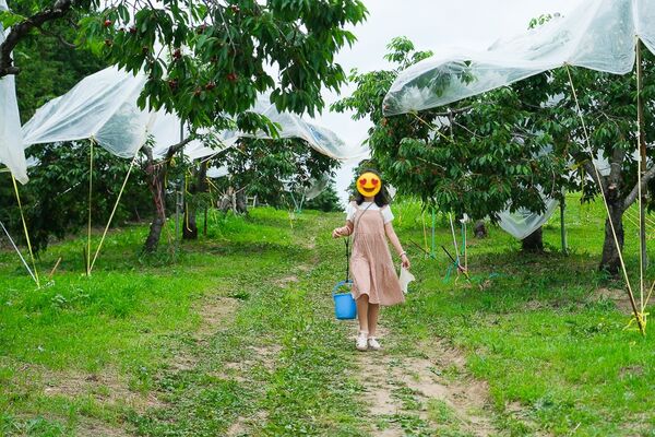 ▲▼辻さくらんぼ農園（辻櫻桃農場）。（圖／部落客飛天璇的口袋授權提供）
