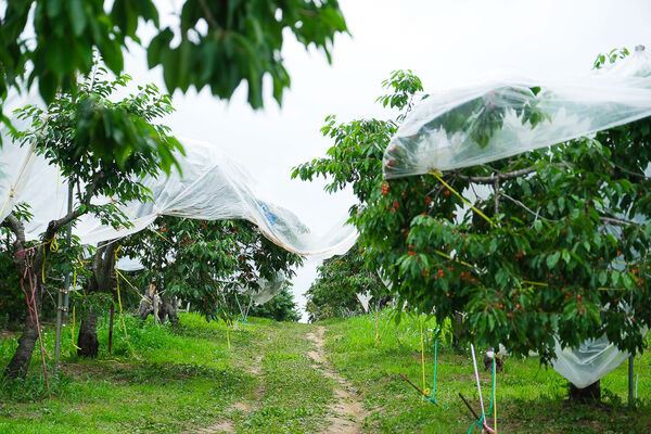 ▲▼辻さくらんぼ農園（辻櫻桃農場）。（圖／部落客飛天璇的口袋授權提供）