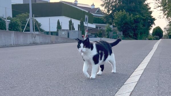 ▲獸醫授「補水三撇步」守護毛孩夏日健康。（圖／記者黃稜涵攝）