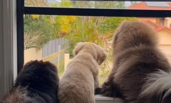 女IG上傳3隻寵物犬靠窗影片　帳號莫名被封「3周損失95萬元」。（圖／翻攝自Facebook）