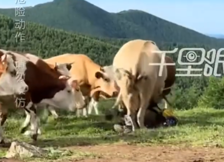▲▼陸客用登山杖敲牛屁股，慘遭牛群圍攻。（圖／翻攝自微博）