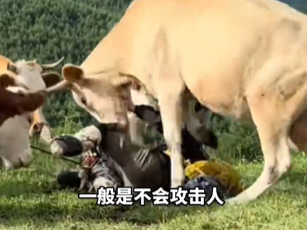 ▲▼陸客用登山杖敲牛屁股，慘遭牛群圍攻。（圖／翻攝自微博）