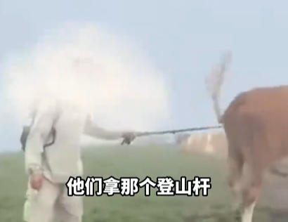 ▲▼陸客用登山杖敲牛屁股，慘遭牛群圍攻。（圖／翻攝自微博）