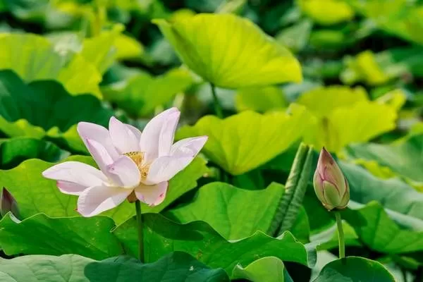 ▲桃園濱海觀音蓮園、永安漁港7/19活動精采