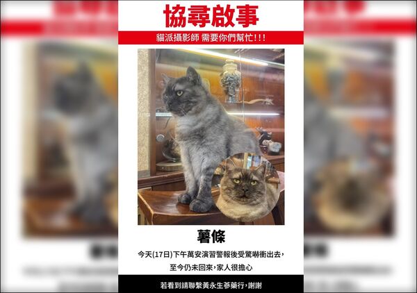 ▲▼迪化街「貓店長薯條」走失。（圖／翻攝自臉書／貓咪也瘋狂俱樂部CrazyCat Club）