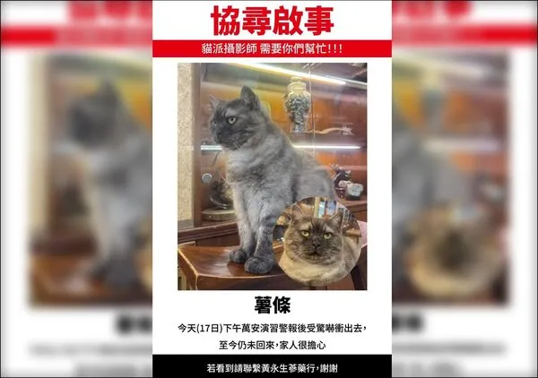 ▲▼迪化街「貓店長薯條」走失。（圖／翻攝自臉書／貓咪也瘋狂俱樂部CrazyCat Club）
