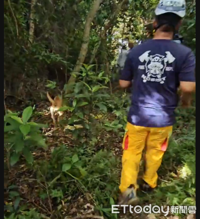 ▲滿州消防分隊帶著道場飼養黃色土狗找到迷路黃姓尼姑。（圖／翻拍）