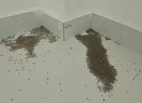▲大量蚊子被熱死。（圖／翻攝自微博）
