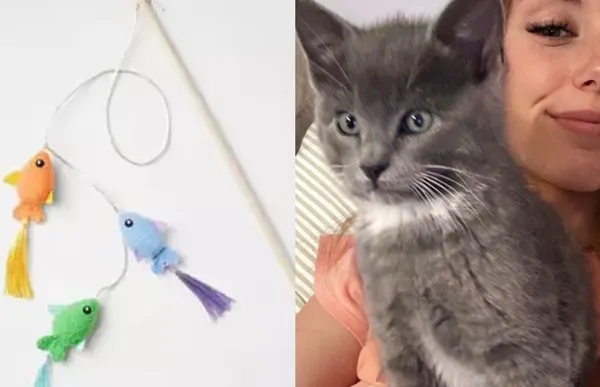 超市買「100元玩具」害死愛貓　女心碎PO片警告：別貪便宜亂買。（圖／翻攝自TikTok／mazie.kayee）