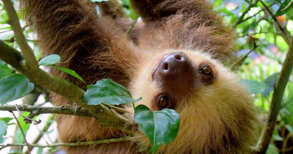 科學家普遍認為樹懶是唯一不會放屁的哺乳動物。（圖／翻攝自pixabay）