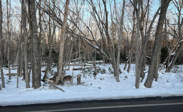 ▲▼日本冬天北海道雪地自駕旅行。（圖／部落客CJ夫人授權提供）