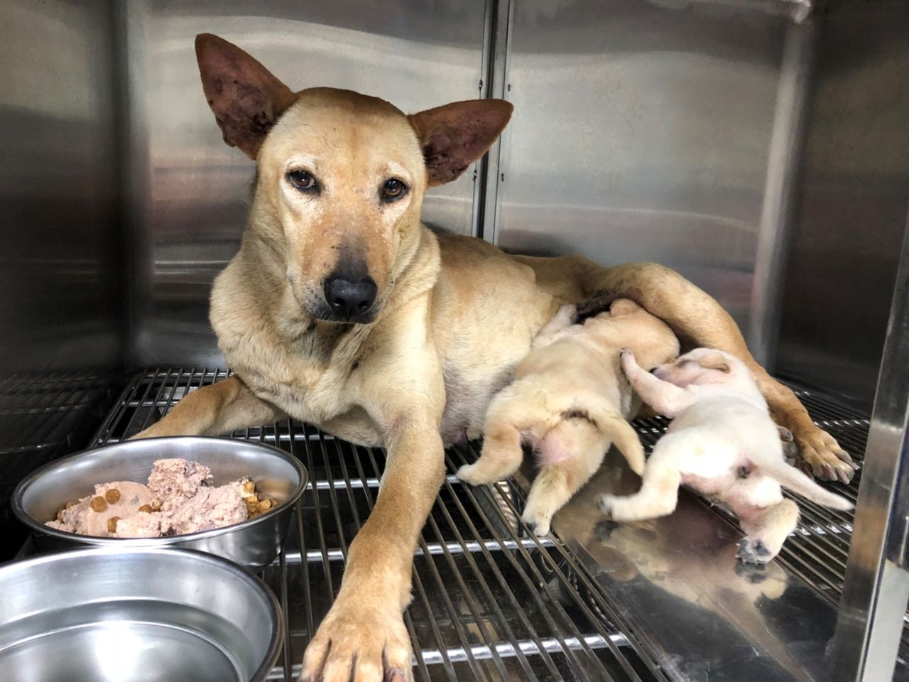 飼主快申請！新北犬貓絕育補助再簡化　即日起免傳認證卡照片