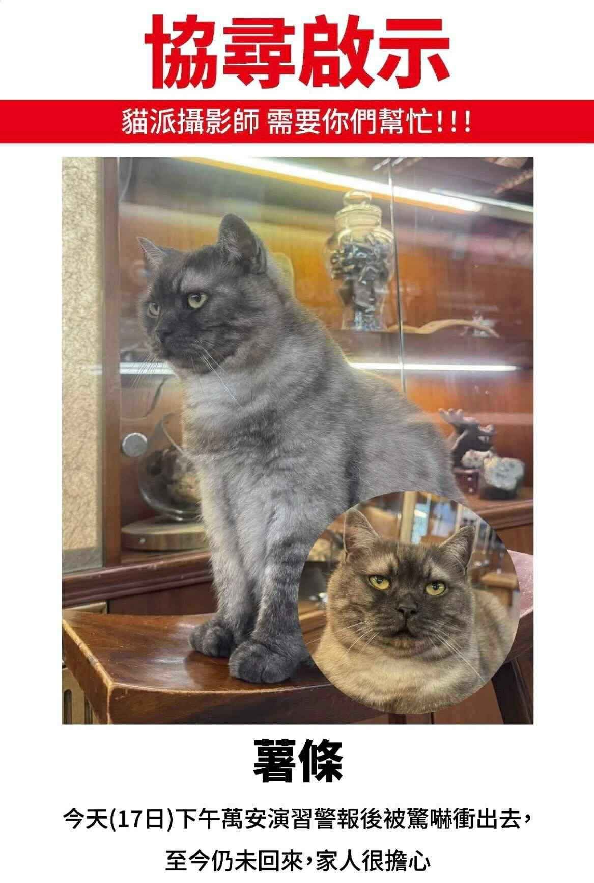 ▲▼迪化街店貓薯條回家。（圖／翻攝自IG@meowpie309）