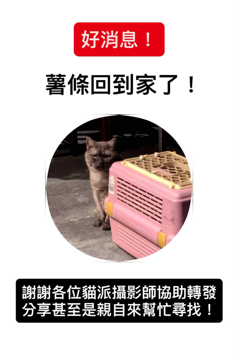 ▲▼迪化街店貓薯條回家。（圖／翻攝自IG@meowpie309）