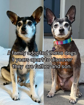 領養已逝愛犬複製狗，竟是父子。（圖／翻攝自Muttville Senior Dog Rescue）
