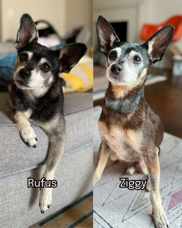 領養已逝愛犬複製狗，竟是父子。（圖／翻攝自Muttville Senior Dog Rescue）