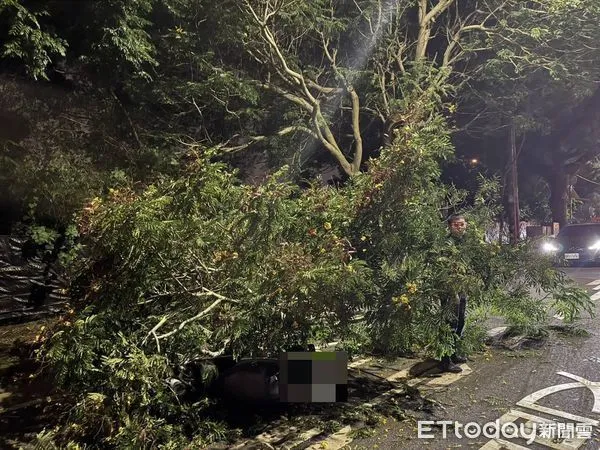 ▲台中西屯路樹深夜倒塌，機車女騎士遭壓傷。（圖／記者白珈陽翻攝）