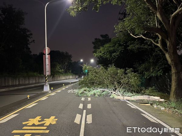 ▲台中西屯路樹深夜倒塌，機車女騎士遭壓傷。（圖／記者白珈陽翻攝）