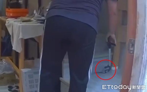 ▲在民眾家中抓捕的中華眼鏡蛇，特徵為頭上有白色花紋、被激怒時頸部會撐開呈飯匙狀，也被稱為「飯匙倩」。（圖／記者吳奕靖翻攝）