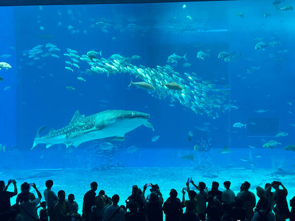 ▲▼最適合情侶約會的沖繩景點。（圖／ReadyGo提供）