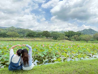 新北秘境「山佳荷花池」美到8月