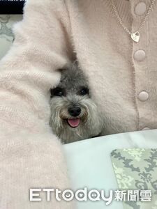 風好大！毛澎貴賓被吹成「三角形」　看不到路但堅持散步