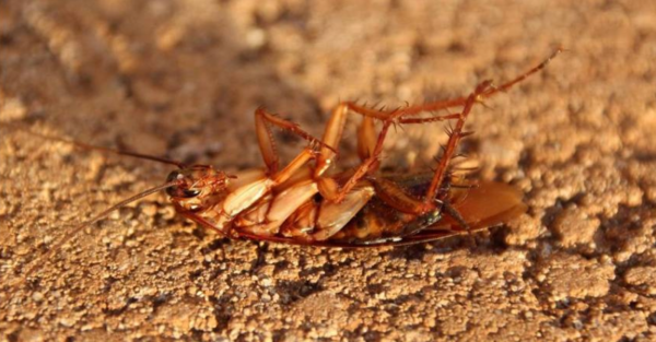 ▲蟑螂,小強。（示意圖／翻攝pixabay）