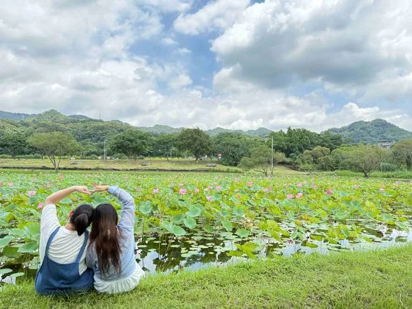 ▲大漢溪左岸山佳荷花池。（圖／新北市高灘處提供）