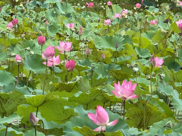▲大漢溪左岸山佳荷花池。（圖／新北市高灘處提供）