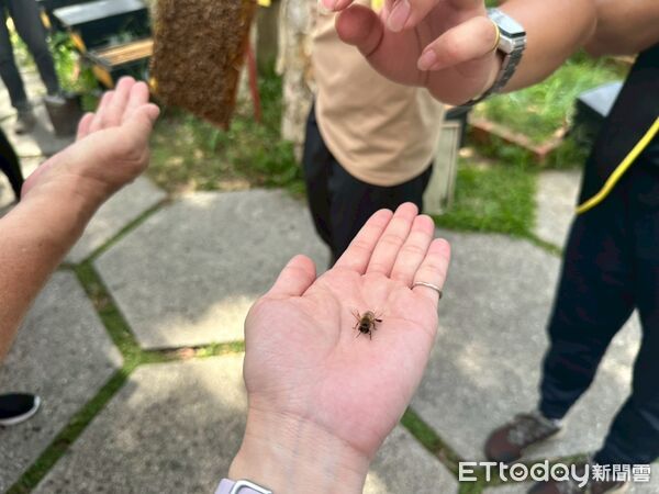 ▲▼桃園新屋蘭園養蜂場。（圖／記者黃凱翊攝）