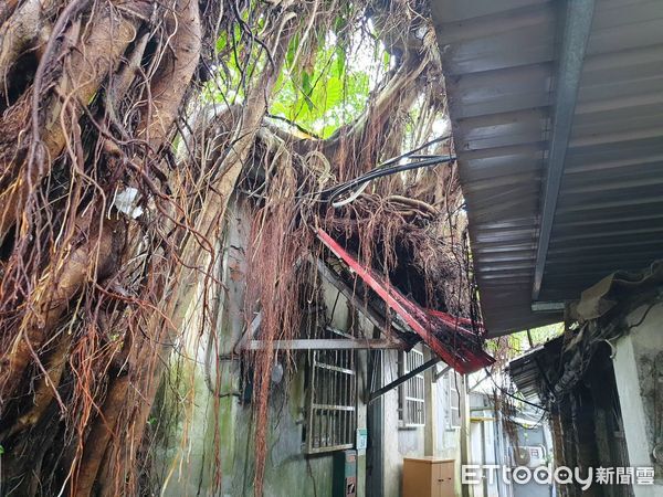 ▲▼             北市文山區一棵12公尺高的樹木傾倒，壓到一旁民宅。（圖／記者黃彥傑翻攝，下同）