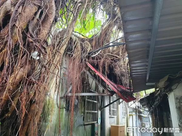 ▲▼             北市文山區一棵12公尺高的樹木傾倒，壓到一旁民宅。（圖／記者黃彥傑翻攝，下同）