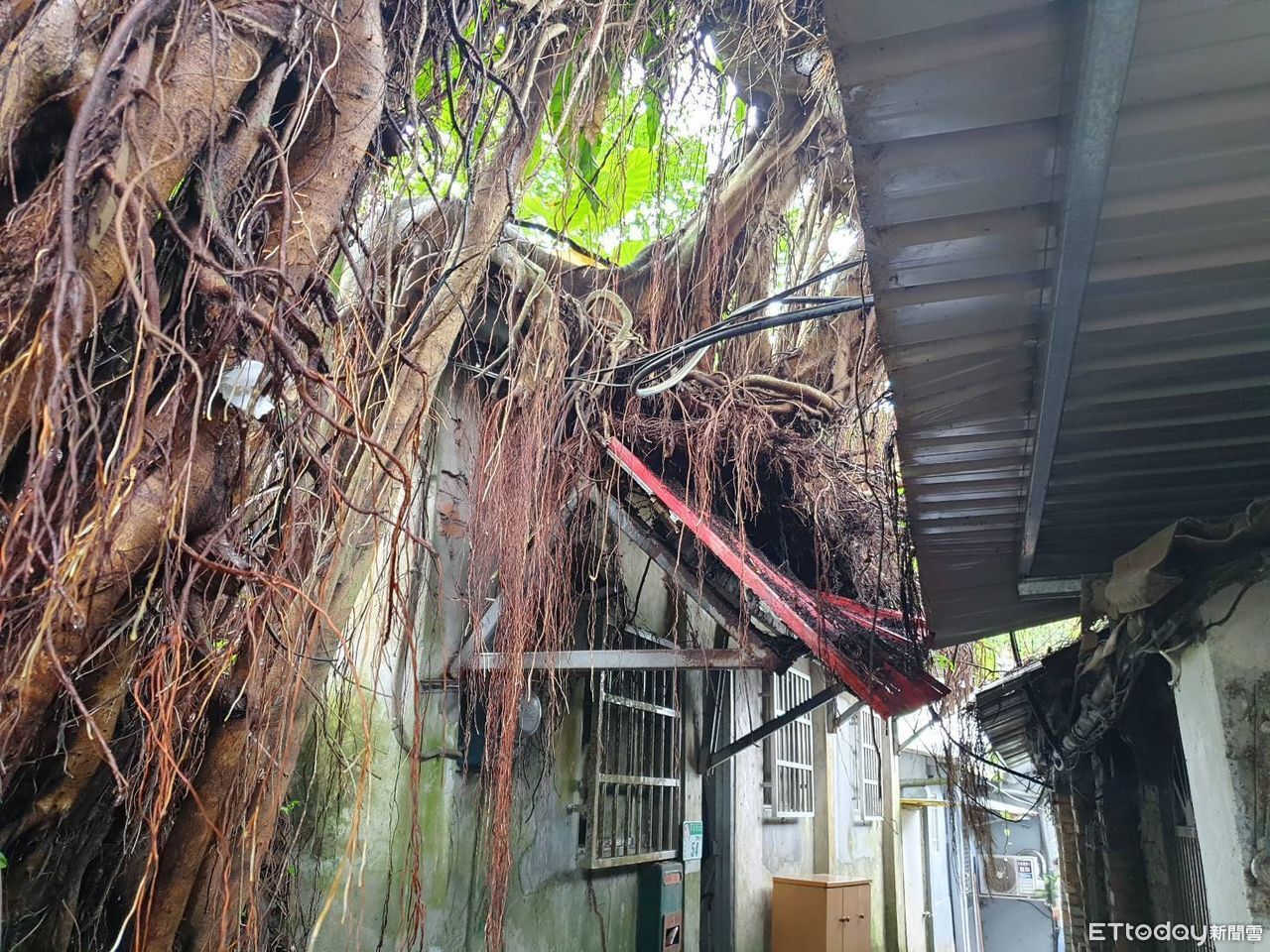 快訊／北市「12米高大樹」傾倒！壓垮雨遮扯壞電線　緊急斷電