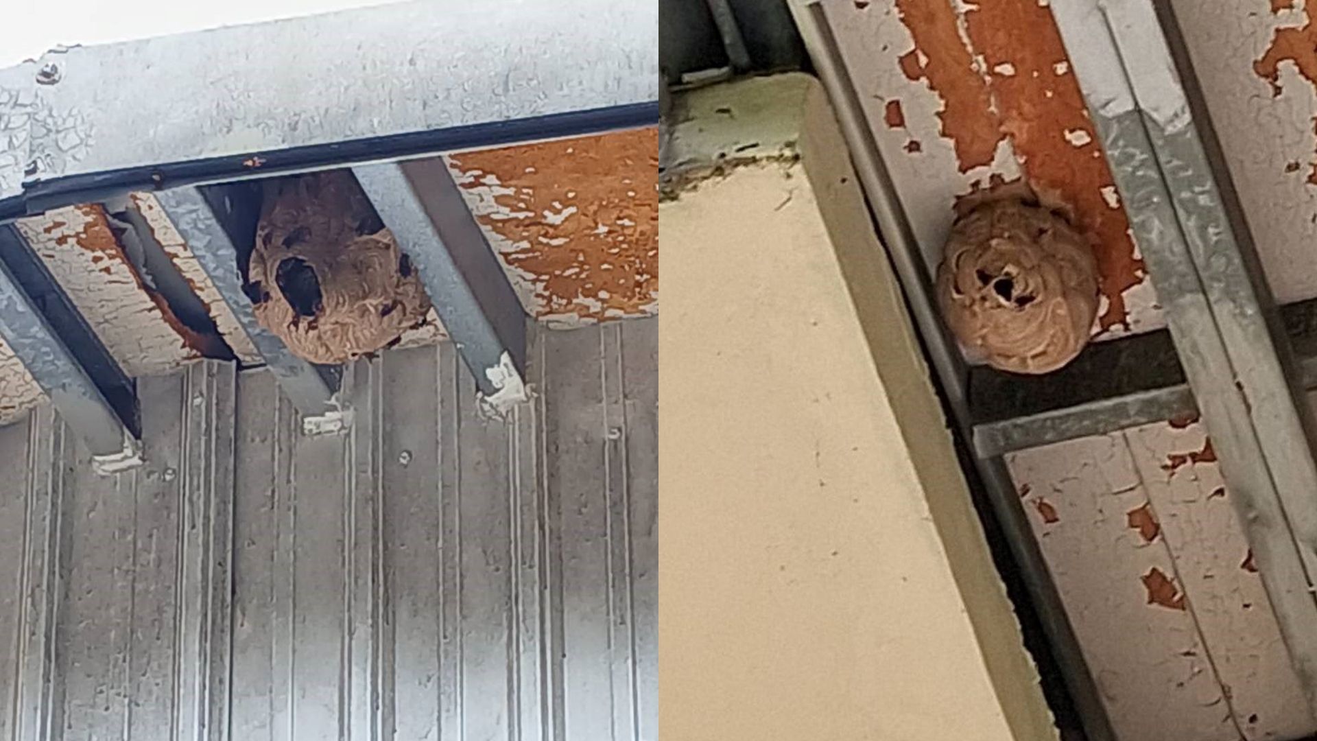 ▲新北動保處曝「蜂螫熱點地圖」。（圖／新北市動保處提供）