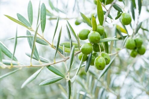 烏龍麵控快衝！香川美食體驗一吃上癮（圖／shutterstock）