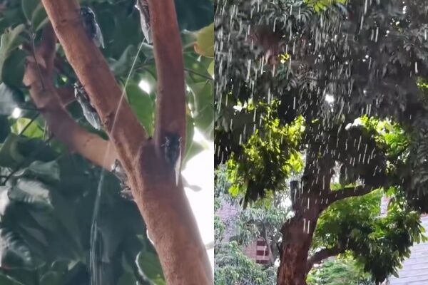 ▲上海居民避之唯恐不及的蟬尿。（圖／翻攝自微博）