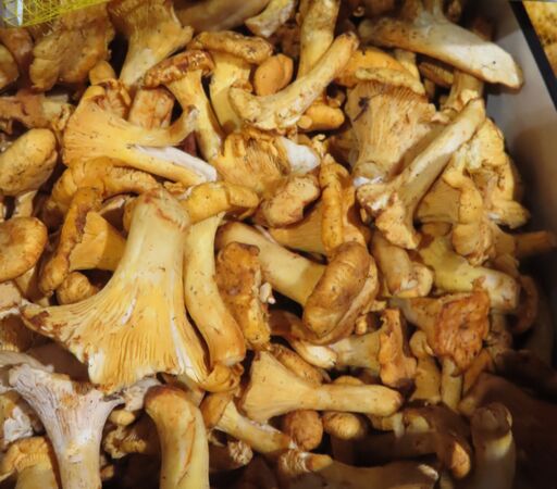 ▲▼羅馬尼亞出口「新鮮黃蘑菇(CANTHARELLUS CIBARIUS)」檢出原子塵或放射能不符規定。（圖／食藥署提供）