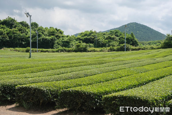 ▲O’Sulloc雪綠茶博物館（오설록티뮤지엄）。（圖／記者彭懷玉攝）