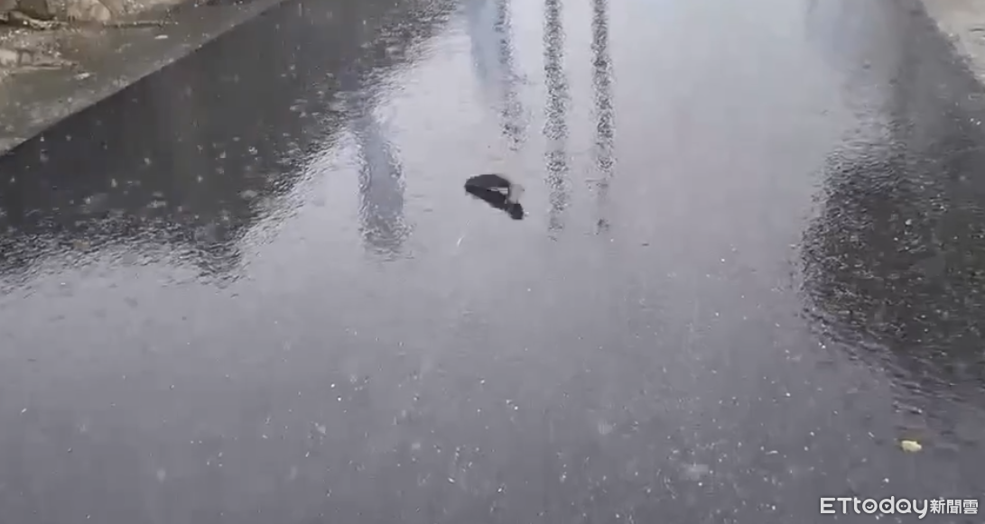 台東豪雨狂炸！街頭驚見「鯰魚跳舞」　網看傻眼：雨到底多大