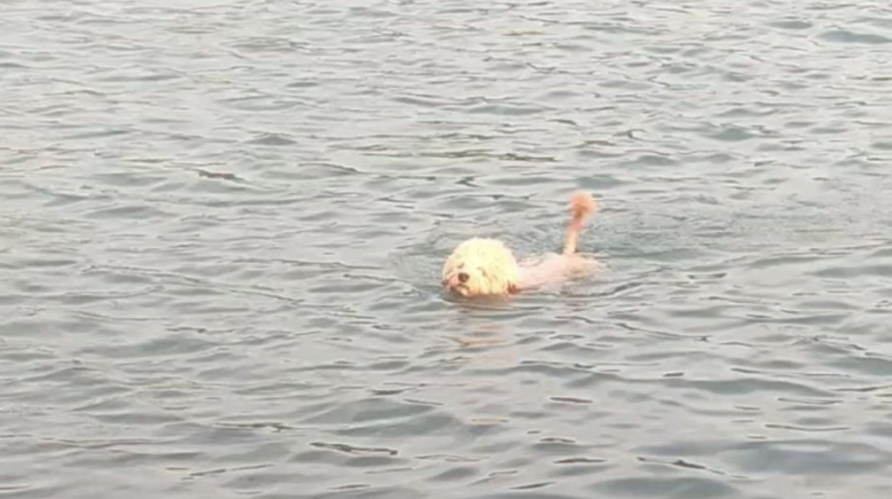 ▲鄭州尖崗水庫應為水源保護區，卻被爆料成為當地民眾戲水的「野泳勝地」。（圖／翻攝極目新聞）